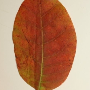 Photographie n°200135 du taxon Cotinus coggygria Scop. [1771]