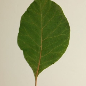 Photographie n°200136 du taxon Cotinus coggygria Scop. [1771]