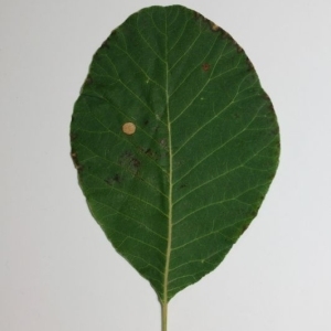 Photographie n°200137 du taxon Cotinus coggygria Scop. [1771]