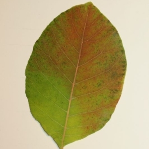 Photographie n°200139 du taxon Cotinus coggygria Scop. [1771]