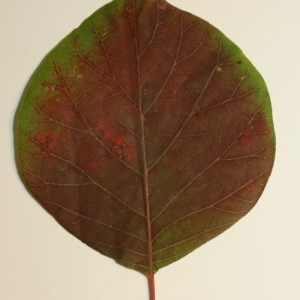 Photographie n°200140 du taxon Cotinus coggygria Scop. [1771]