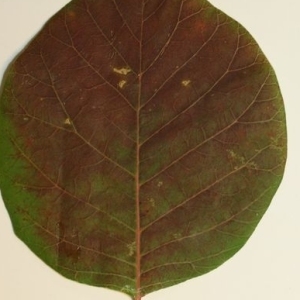 Photographie n°200143 du taxon Cotinus coggygria Scop. [1771]