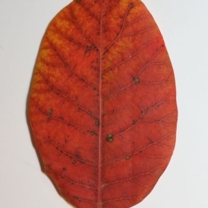 Photographie n°200150 du taxon Cotinus coggygria Scop. [1771]