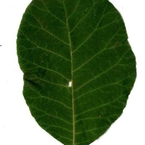Photographie n°200203 du taxon Cotinus coggygria Scop. [1771]