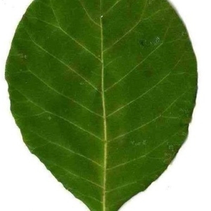 Photographie n°200215 du taxon Cotinus coggygria Scop. [1771]