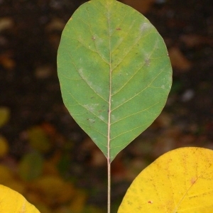 Photographie n°200217 du taxon Cotinus coggygria Scop. [1771]