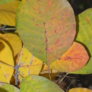 Photographie n°200219 du taxon Cotinus coggygria Scop. [1771]