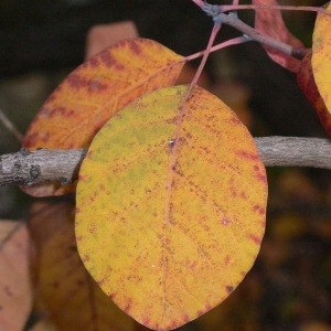 Photographie n°200220 du taxon Cotinus coggygria Scop. [1771]