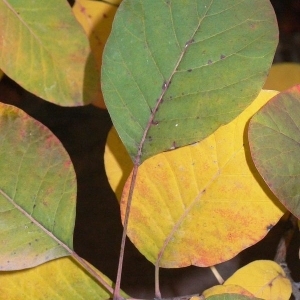 Photographie n°200221 du taxon Cotinus coggygria Scop. [1771]