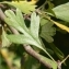  Pierre Bonnet - Crataegus azarolus L. [1753]