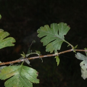 Photographie n°200264 du taxon Crataegus monogyna Jacq. [1775]