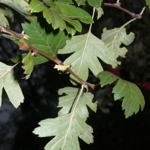 Photographie n°200266 du taxon Crataegus monogyna Jacq. [1775]