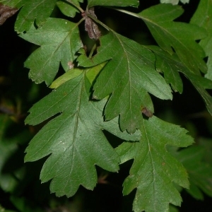 Photographie n°200268 du taxon Crataegus monogyna Jacq. [1775]