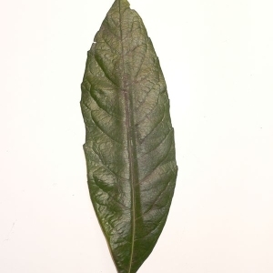 Photographie n°200343 du taxon Eriobotrya japonica (Thunb.) Lindl. [1821]