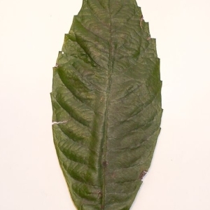 Photographie n°200347 du taxon Eriobotrya japonica (Thunb.) Lindl. [1821]