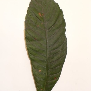 Photographie n°200349 du taxon Eriobotrya japonica (Thunb.) Lindl. [1821]