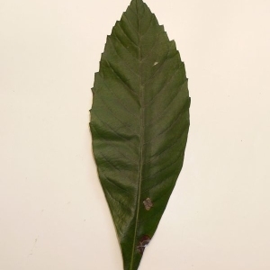 Photographie n°200351 du taxon Eriobotrya japonica (Thunb.) Lindl. [1821]