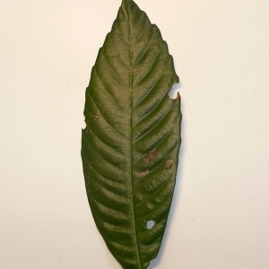 Photographie n°200355 du taxon Eriobotrya japonica (Thunb.) Lindl. [1821]