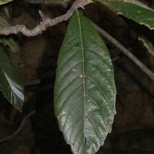 Photographie n°200367 du taxon Eriobotrya japonica (Thunb.) Lindl. [1821]