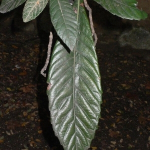 Photographie n°200368 du taxon Eriobotrya japonica (Thunb.) Lindl. [1821]