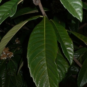 Photographie n°200372 du taxon Eriobotrya japonica (Thunb.) Lindl. [1821]