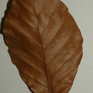 Photographie n°200390 du taxon Fagus sylvatica L. [1753]