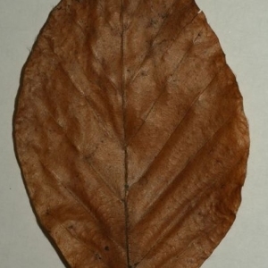 Photographie n°200397 du taxon Fagus sylvatica L. [1753]