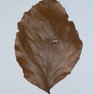Photographie n°200407 du taxon Fagus sylvatica L. [1753]