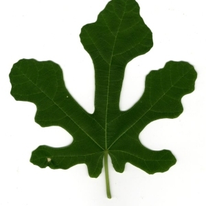 Photographie n°200410 du taxon Ficus carica L. [1753]