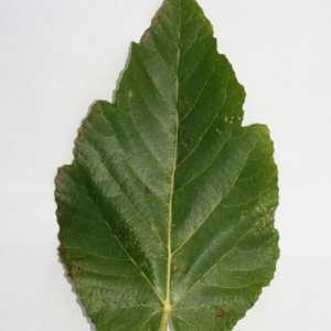 Photographie n°200418 du taxon Ficus carica L. [1753]