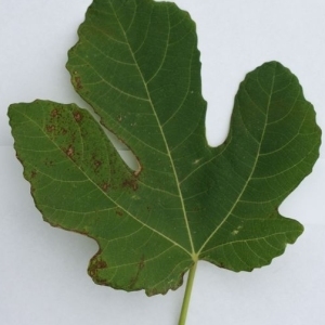 Photographie n°200421 du taxon Ficus carica L. [1753]