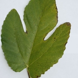 Photographie n°200423 du taxon Ficus carica L. [1753]
