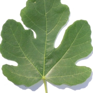 Photographie n°200430 du taxon Ficus carica L. [1753]