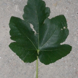 Photographie n°200435 du taxon Ficus carica L. [1753]