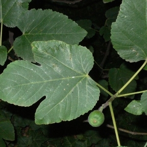 Photographie n°200436 du taxon Ficus carica L. [1753]