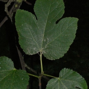 Photographie n°200440 du taxon Ficus carica L. [1753]