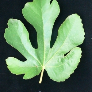 Photographie n°200442 du taxon Ficus carica L. [1753]