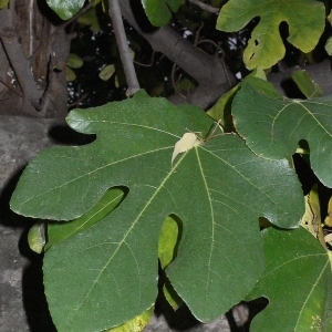 Photographie n°200445 du taxon Ficus carica L. [1753]