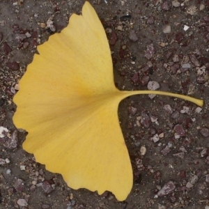 Photographie n°200516 du taxon Ginkgo biloba L. [1771]