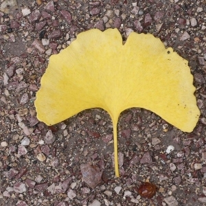 Photographie n°200519 du taxon Ginkgo biloba L. [1771]