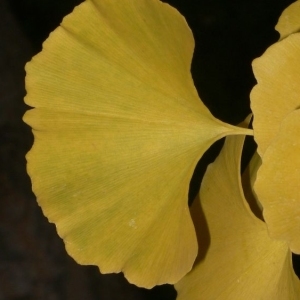 Photographie n°200520 du taxon Ginkgo biloba L. [1771]