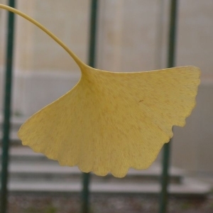 Photographie n°200523 du taxon Ginkgo biloba L. [1771]