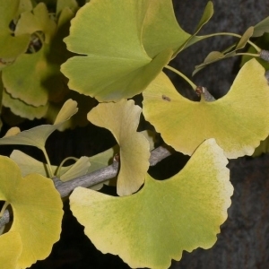 Photographie n°200531 du taxon Ginkgo biloba L. [1771]