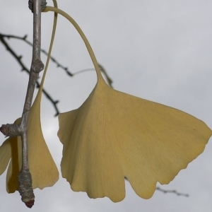 Photographie n°200533 du taxon Ginkgo biloba L. [1771]