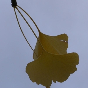 Photographie n°200542 du taxon Ginkgo biloba L. [1771]