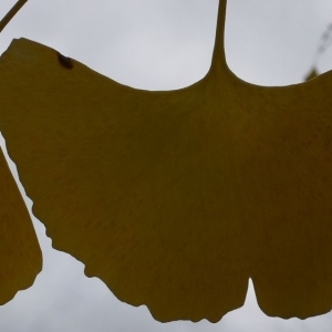 Photographie n°200543 du taxon Ginkgo biloba L. [1771]