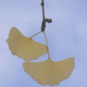 Photographie n°200546 du taxon Ginkgo biloba L. [1771]