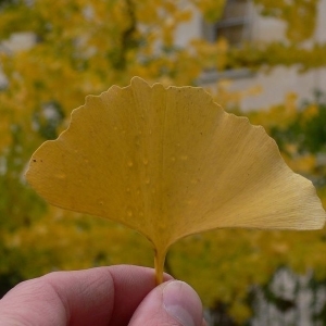 Photographie n°200551 du taxon Ginkgo biloba L. [1771]