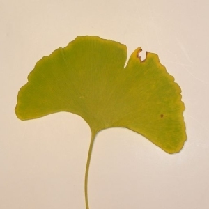 Photographie n°200571 du taxon Ginkgo biloba L. [1771]