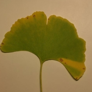 Photographie n°200577 du taxon Ginkgo biloba L. [1771]